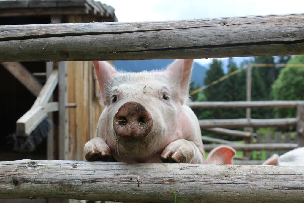Wiesemann Biohof Anterselva di Mezzo Zewnętrze zdjęcie